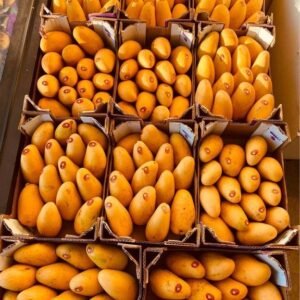 Freshly picked yellow mangoes-US