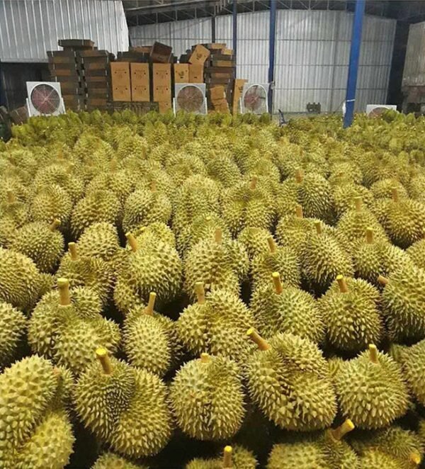 Thai golden pillow durian (organic fruit)-P - Image 6