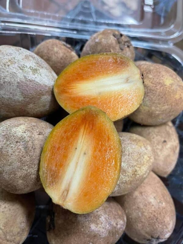Fresh sapodilla(organic Fruits)-P - Image 2