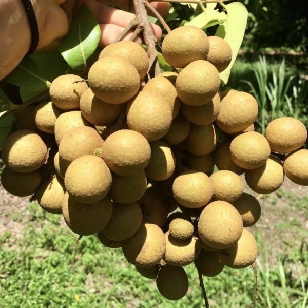 Fresh longan (organic fruit)-US - Image 2