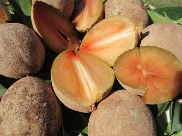 Fresh sapodilla(organic Fruits)-P