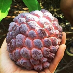 Fresh rose sugar apple (organic fruits)-US