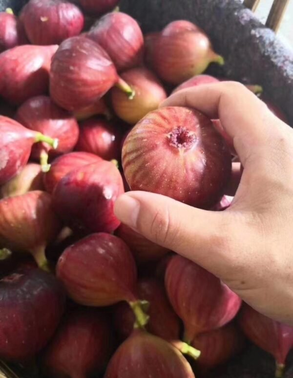 Fresh figs (organic fruit)-US - Image 4