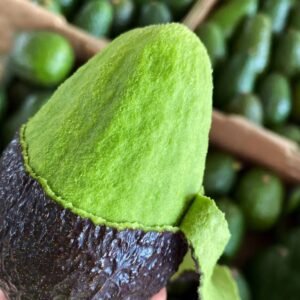 Fresh avocado (organic fruit)-US