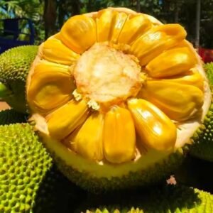 Fresh jackfruit (organic fruit)-US