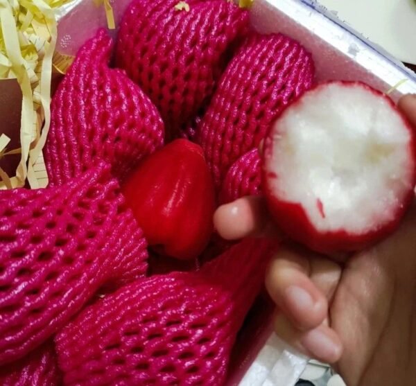 Fresh wax apple (organic fruit)-US - Image 7