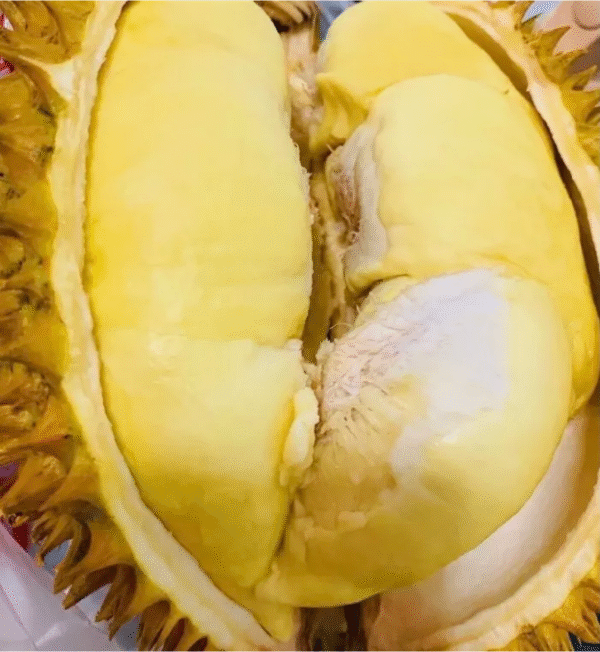 Thai golden pillow durian (organic fruit)-P