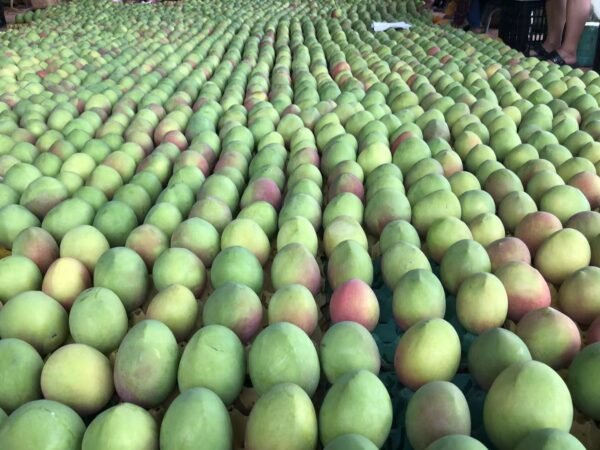 Fresh Thai mango (organic fruit)-P - Image 10