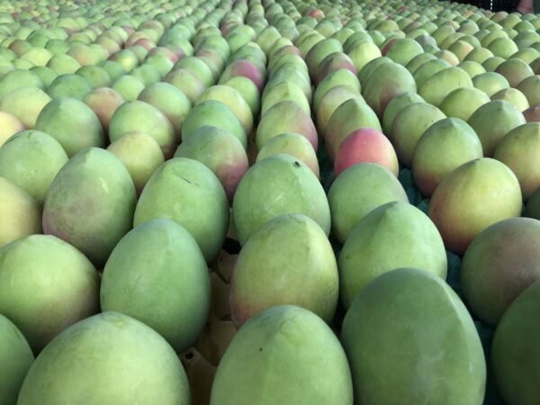 Fresh Thai mango (organic fruit)-P - Image 9